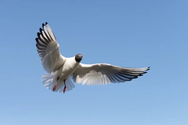 Black-headed Gull, Chroicocephalus ridibundus — Stock Photo, Image