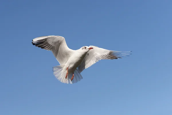 Schwarzkopfmöwe, chroicocephalus ridibundus — Stockfoto