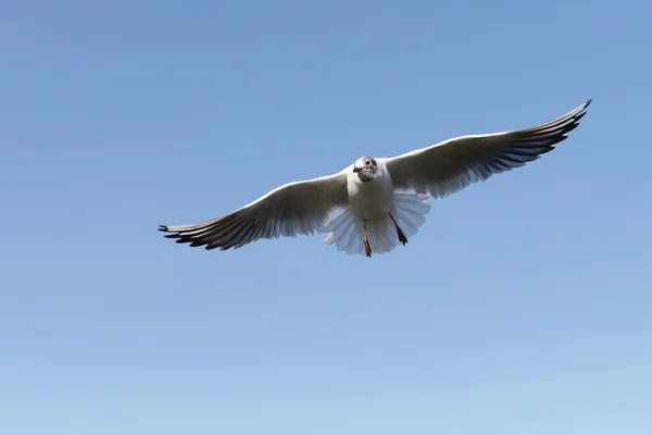 Skrattmås, Larus ridibundus — Stockfoto