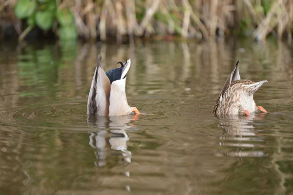 Wilde eend, anas platyrhynchos — Stockfoto