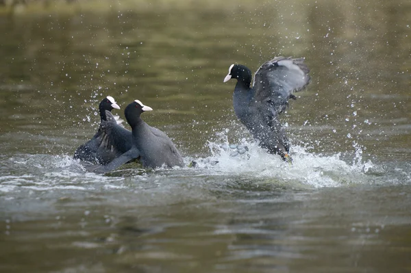 ユーラシアの coot、オオバン、アフリカマイマイ atra — ストック写真