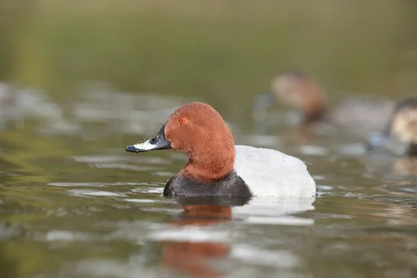 Common Pochard, Pochard, Aythya ferina — Stock Photo, Image