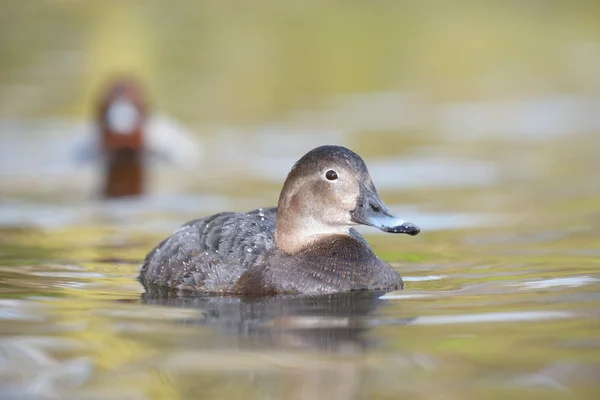 Gemeiner Pochard, Pochard, Aythya Ferina — Stockfoto