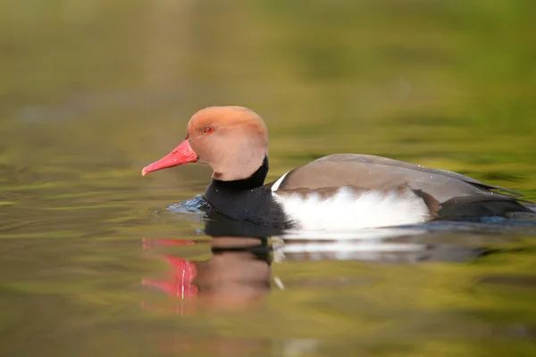 红冠Pochard, Netta rufina — 图库照片