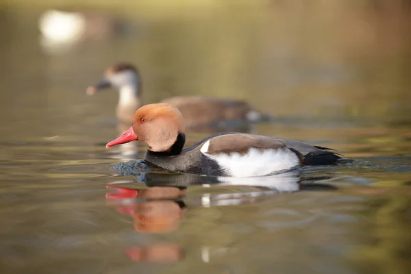 红冠Pochard, Netta rufina — 图库照片