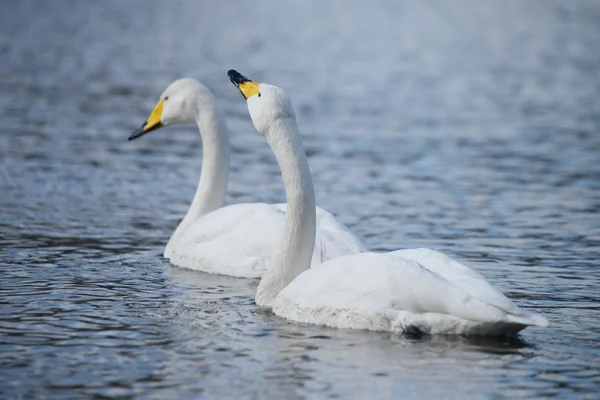 Cisne cantor, cygnus cygnus — Foto de Stock