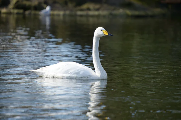 Cisne de Whooper, Cygnus cygnus — Fotografia de Stock