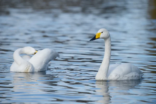 Cisne cantor, cygnus cygnus — Foto de Stock