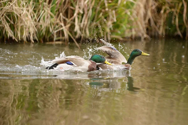 Mallard, Anas platyrhynchos — Stock Photo, Image