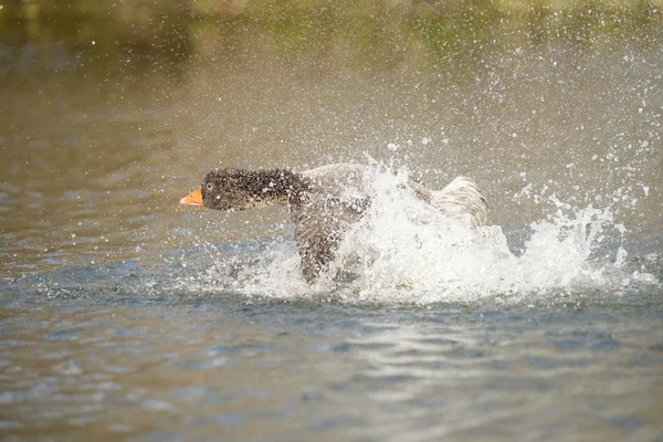 Grijze gans, Anser anser — Stockfoto