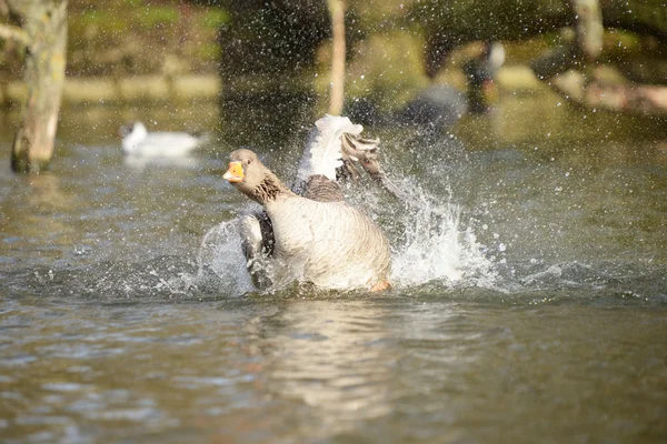 Greylag Goose, Anser anser — Stock fotografie