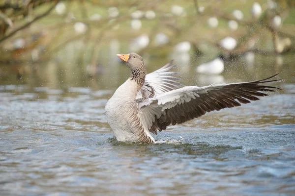 Greylag Goose, Anser anser — Stock fotografie