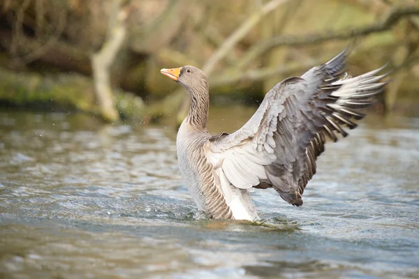 Graugans, Anser anser — Stockfoto