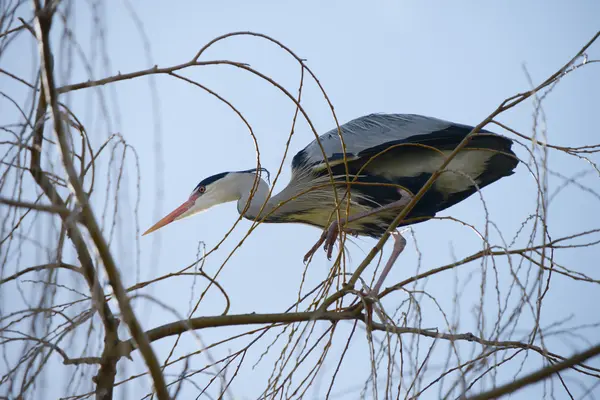 Garza gris, Ardea cinerea — Foto de Stock