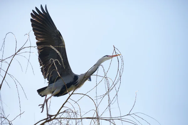 Garza gris, Ardea cinerea — Foto de Stock