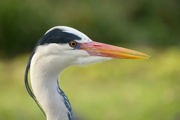 회색 왜가리 , Ardea cinerea — 스톡 사진