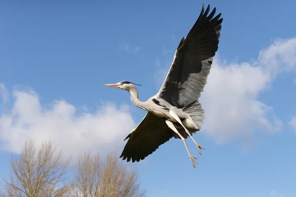 Gri balıkçıl, Ardea cinerea — Stok fotoğraf