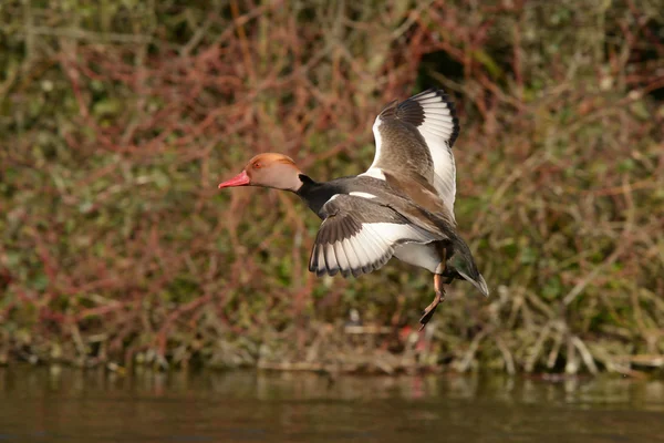 Pochard à aigrettes, Netta rufina — Photo