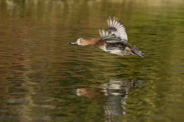 Comum Pochard, Pochard, Aythya ferina — Fotografia de Stock