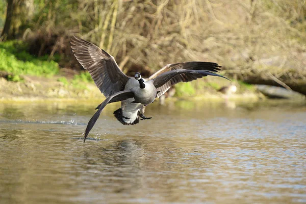 Gęś kanadyjska, Branta canadensis — Zdjęcie stockowe