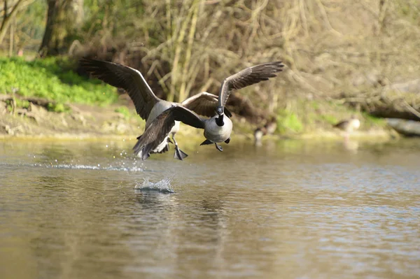 Kanada husa, Branta canadensis — Stock fotografie