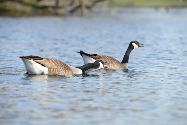 Gęś kanadyjska, Branta canadensis — Zdjęcie stockowe