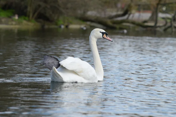 Cisne mudo, cygnus olor — Fotografia de Stock