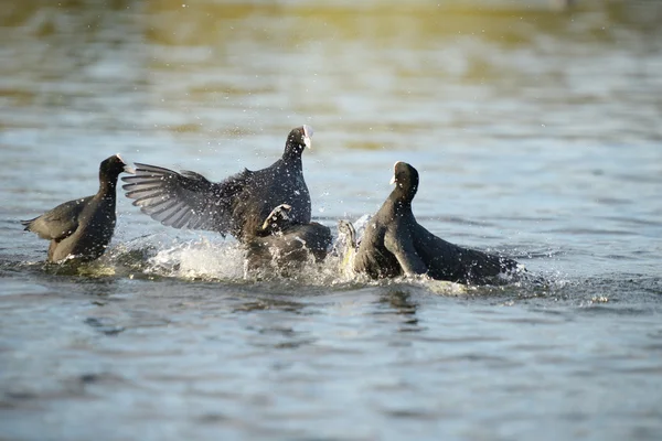 Euroasijských lyska, lyska, fulica atra — Stock fotografie