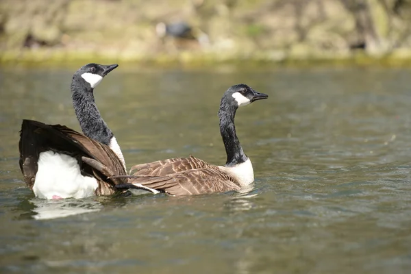 Ganso do Canadá, Branta canadensis — Fotografia de Stock