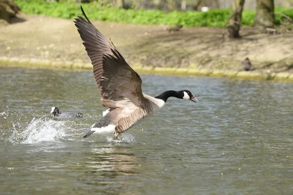 加拿大鹅，Branta canadensis — 图库照片