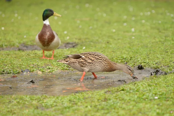 Canard colvert, anas platyrhynchos — Photo