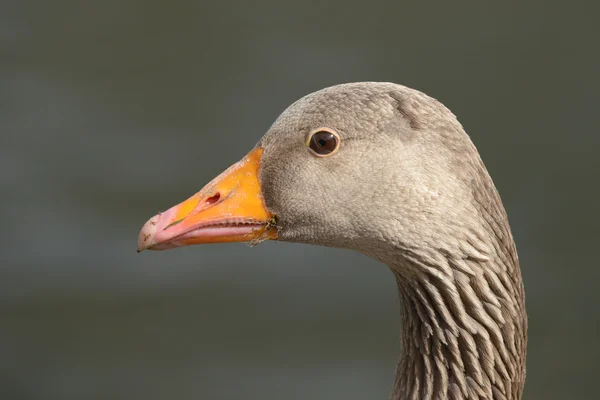 Greylag Goose, Anser anser — Stock Photo, Image