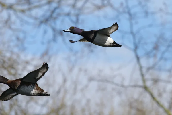 Tufted Duck, Aythya fuligula — Stock Photo, Image