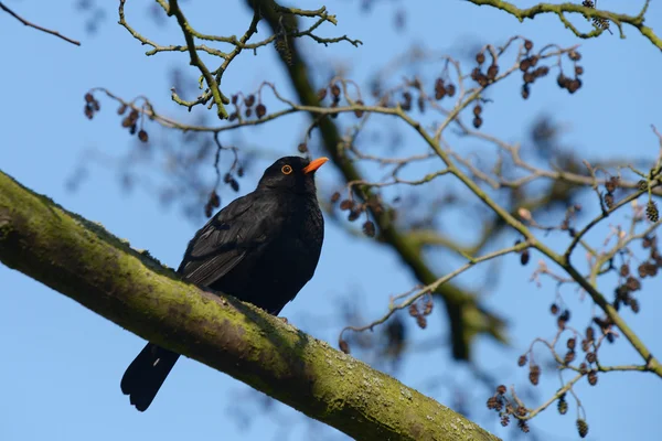 Merle noir, Turdus merula — Photo