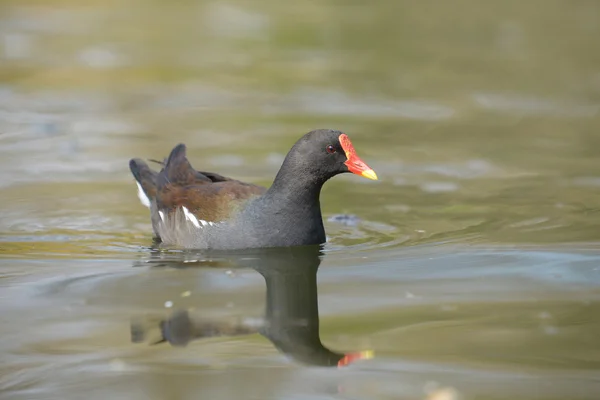 Galinha dágua, gallinula chloropus — Fotografia de Stock