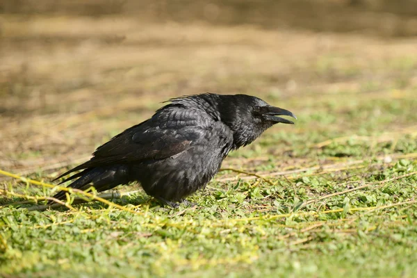 Ворона чорна corvus Короне — Stock Fotó