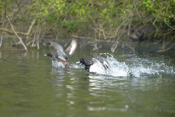 Tufted Duck, Aythya fuligula — Stock Photo, Image