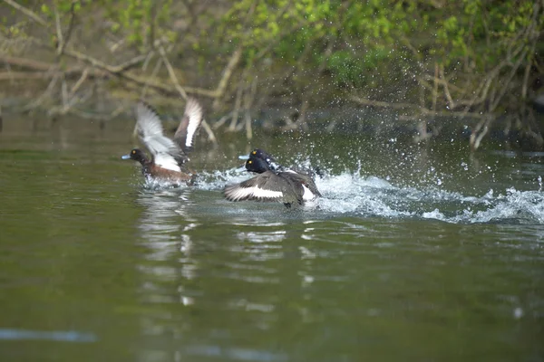 Pato copetudo, Aythya fuligula —  Fotos de Stock