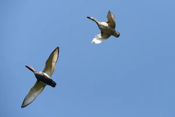 Rödkråka Pochard, Netta rufina — Stockfoto