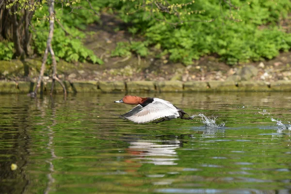 Common Pochard, Pochard, Aythya ferina — Stock Photo, Image