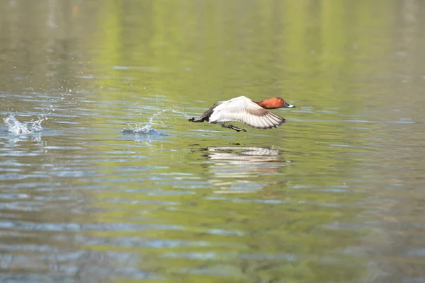 Pokardi, Pochard, Aythya ferina — kuvapankkivalokuva