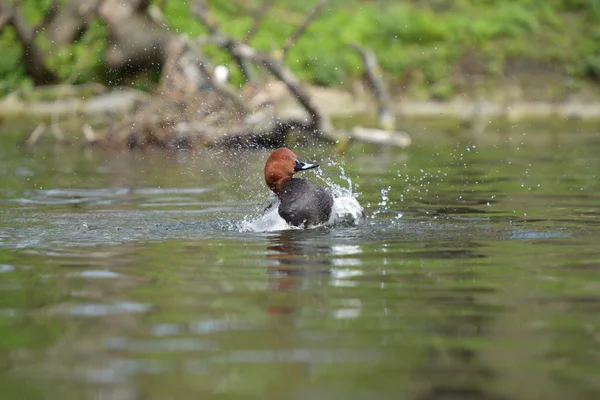 Gemeiner Pochard, Pochard, Aythya Ferina — Stockfoto