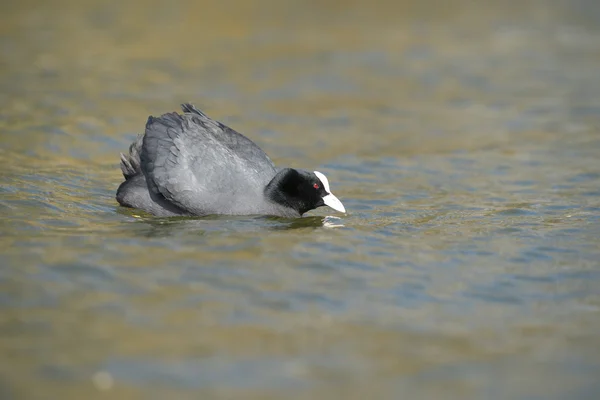 Eurasian Coot, Coot, Fulica atra — Stock Photo, Image