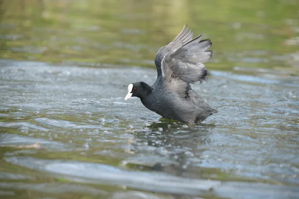 ユーラシアの coot、オオバン、アフリカマイマイ atra — ストック写真