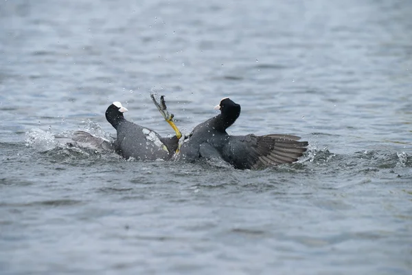 Euroasijských lyska, lyska, fulica atra — Stock fotografie