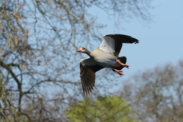 Egyptian Goose, Alopochen aegyptiaca — Stock Photo, Image