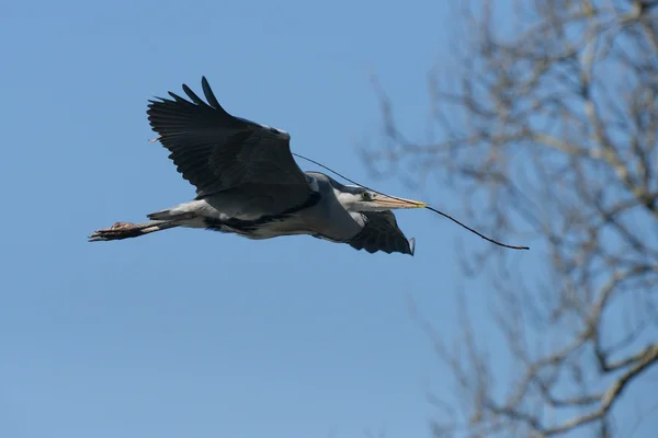 Czapla szara, Ardea cinerea — Zdjęcie stockowe