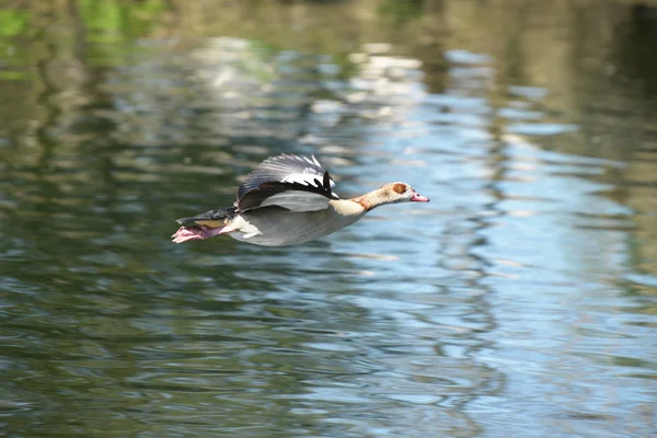 Ägyptische gans, alopochen aegyptiaca — Stockfoto