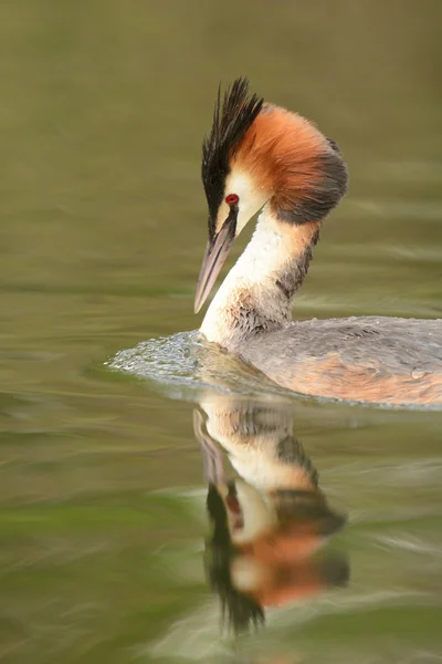 Grand Grèbe huppé, Podiceps cristatus — Photo