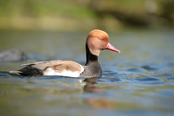 Pochard à aigrettes, Netta rufina — Photo